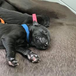 Great Dane Puppies from Amor Mio Great Danes