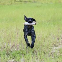 German Shorthaired Pointers from Moccasin Creek Pointers