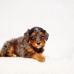 Autumn - Tri-color female Bernedoodle puppy in Washington from Doodle Love