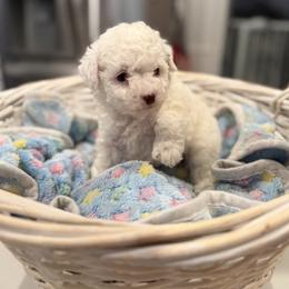 AKC female  White with chocolate spot - White female Poodle puppy in Quincy, Florida from Always Best Kennels, Inc