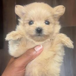 Mahiro - Cream female Maltipoo puppy in Long Island, New York from Minipaws kennel