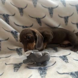 Winston - Chocolate and tan male Dachshund puppy in Sallisaw, Oklahoma from Wild West Dachshunds