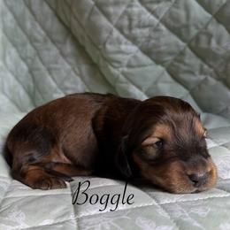 Boggle - Red male Dachshund puppy in Michigan from Hidden Haven Dachshunds