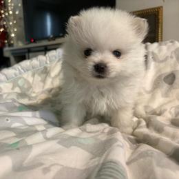Pipsqueak - White male Pomeranian puppy in Rhode Island from Heartfelt Kennels