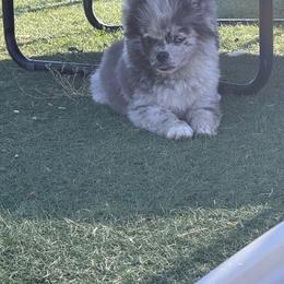 Ace - Pomeranian