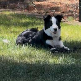 Riley - Border Collie