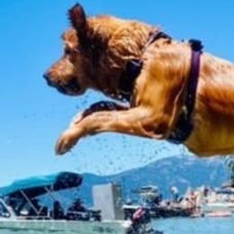 Golden Retrievers from Bound By Gold