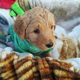 Goldendoodle Puppies from Lu Doodles