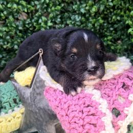Mr Jasper - Black tri male Toy Australian Shepherd puppy in Dolan Springs, Arizona from High Desert Companions