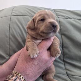 Clover-Orange - Cafe male Labradoodle puppy in Commerce City, Colorado from Playful Paws Labradoodles
