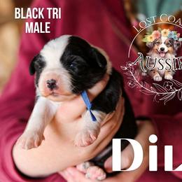 Dill - Black tri male Miniature American Shepherd puppy in Ferndale, California from Lost Coast Aussies