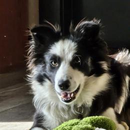 Gabby - Border Collie