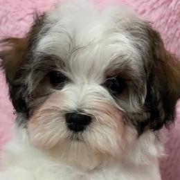 Girl 1 - female Havanese puppy in Salt Lake City, Utah from Beseme Havanese