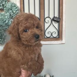 Sir Bennie-Blue Collar - Red male Maltipoo puppy in Southern,, California from Maltipoo Tiny Pups & More