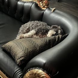 Miniature Schnauzer Puppies from Sugarbaby Kennel