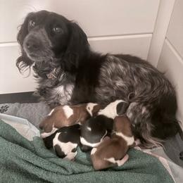 Glory - Piebald female Dachshund puppy in Troup, Texas from Darling Doxies
