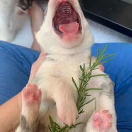 Siberian Husky Puppies from Sassenach Siberians