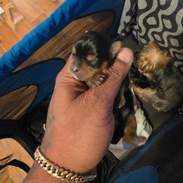 Blue - Black and tan male Silky Terrier puppy in City Of Orange, New Jersey from Fur-Ever Friends