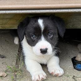 Freedom - Brindle and white female Cardigan Welsh Corgi puppy in Mishawaka, Indiana from Squires Corgi Cottage
