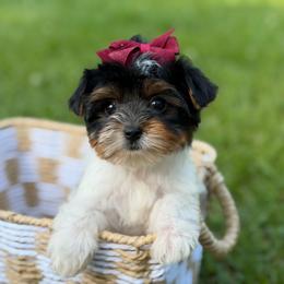 Avery - Black tan and white female Biewer Terrier puppy in Liberty, Texas from Tiny Yorkshire pups