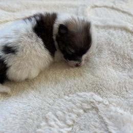 Pomeranian Puppies from Tinkerpoms