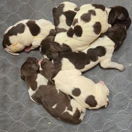 Boy 1 - Liver roan male German Shorthaired Pointer puppy in Henderson, Texas from C4 Gun Dogs