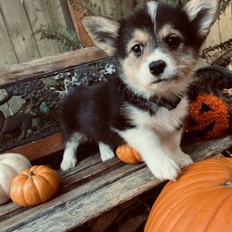 American Corgi and Pembroke Welsh Corgi Puppies from Cascadian Space Coast Corgis LLC