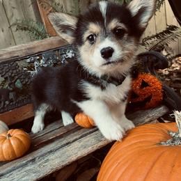 American Corgi and Pembroke Welsh Corgi Puppies from Cascadian Space Coast Corgis LLC