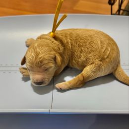 Eggnog (Yellow Collar) - Apricot male Goldendoodle puppy in Bay City, Texas from Charming Doods