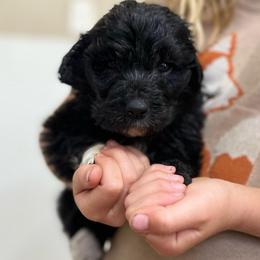 Beryllium - Black male Pyredoodle puppy in Prescott, Washington from Pyredoodles at Pedersen Ranch