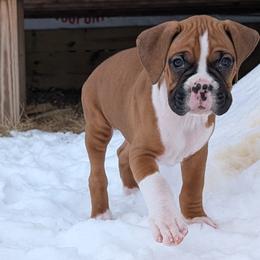 Arrow - Fawn Boxer puppy in Wellington, Ohio from Brinkhaven Boxers