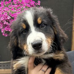 Boy 1 - Black rust and white Bernese Mountain Dog puppy in Michigan from Hummingbird Berners