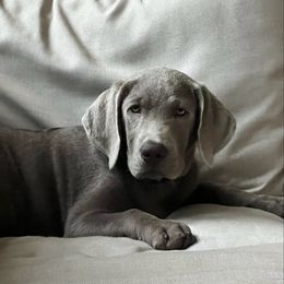 Dilute Retriever and Labrador Retriever Puppies from SmoKy Hills Labradors