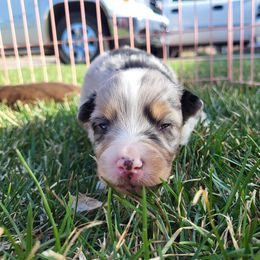 Australian Shepherd Puppies from Charmed Australian Shepherds