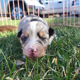 Australian Shepherd Puppies from Charmed Australian Shepherds