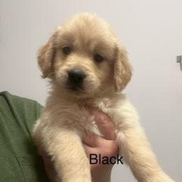 Black male - Golden male Golden Retriever puppy in Jesup, Georgia from Painted Platinum Retrievers (Painted Platinum Kennel) PPK