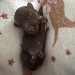 Coco Belle - Chocolate female Dachshund puppy in Summit, South Carolina from Doxies4Paws