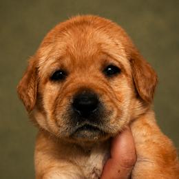 Pink Collar - Yellow female Labrador Retriever puppy in Madison, Wisconsin from Meritrust Labradors