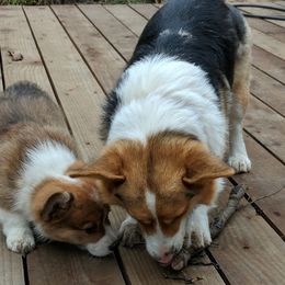 D'Arcy - Pembroke Welsh Corgi
