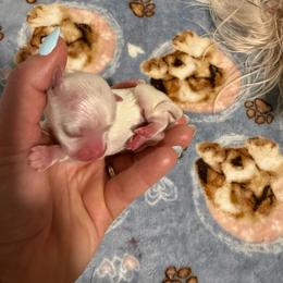 Korean Mochi - White male Maltese puppy in Hernando Beach, Florida from Minipupps