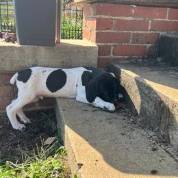 Black Boy 9302 - Black and white male German Shorthaired Pointer puppy in Spring Hope, North Carolina from Hogan’s Lowrider Hounds