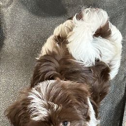 Havanese and Poodle Puppies from Teresa’s Fur Babies