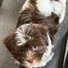 Havanese and Poodle Puppies from Teresa’s Fur Babies