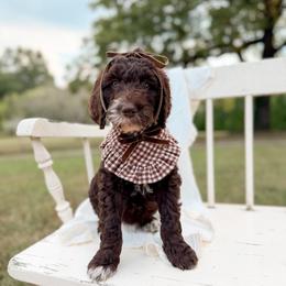 Mocha - Chocolate female Goldendoodle puppy in Ooltewah, Tennessee from Allison Family Doodles