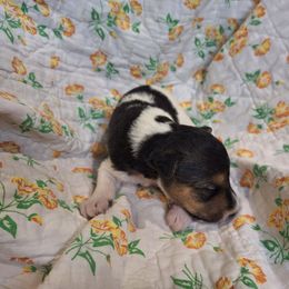 Sir Percival - White black and tan male Wire Fox Terrier puppy in Lancaster, Missouri from Missouri Meadows Farm