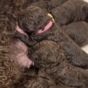 Irish Water Spaniels from Marley Creek Irish Water Spaniels