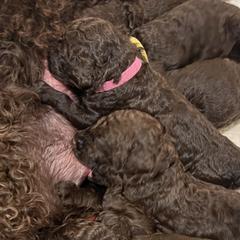 Irish Water Spaniels from Marley Creek Irish Water Spaniels