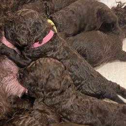 Irish Water Spaniels from Marley Creek Irish Water Spaniels