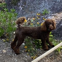 Hazel - Poodle