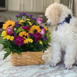 Poodle Puppies from BrioPanache Poodles